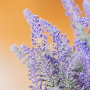 The Happily Eva After Collection Daisy Studs perched atop dried lavender